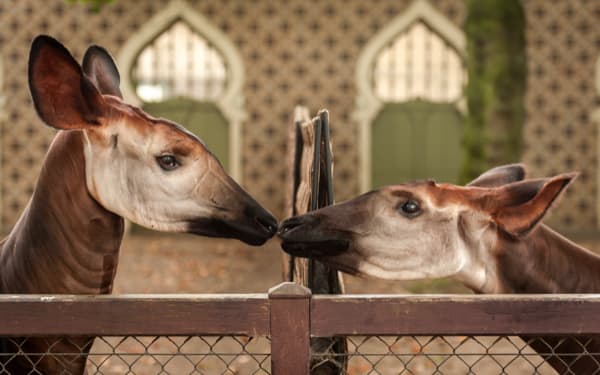 Okapi