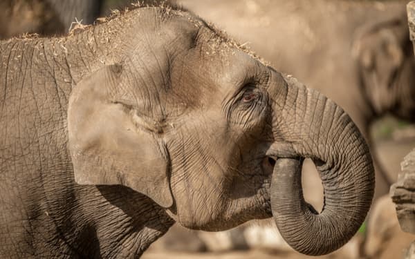Olifant