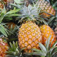 ananas (25 pièces)