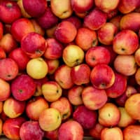 pommes (100 kg)