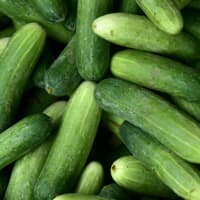 concombre (75 pièces)